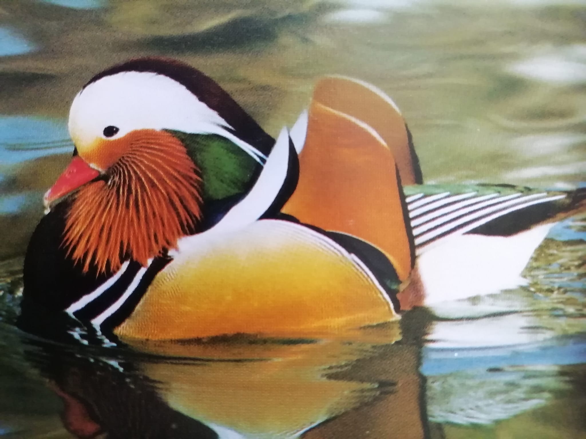 1708542426Mandarinente.jpeg