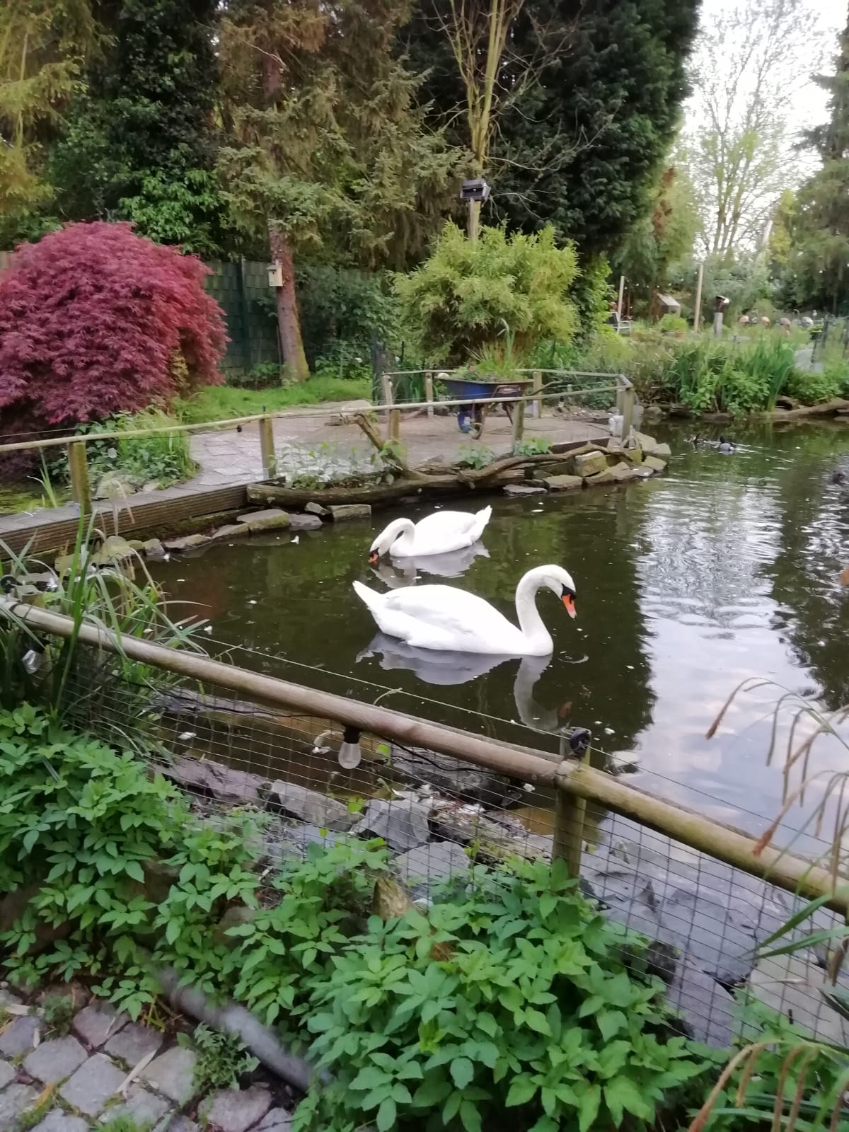 1708542764Höckerschwan.jpeg